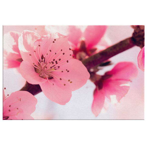 Pink Spring Cherry Blossom Canvas Wall Art
