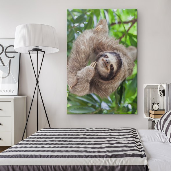 Three Toed Sloth Panama Canvas Wall Art