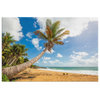 Flamenco Beach Palm Puerto Rico Canvas Wall Art