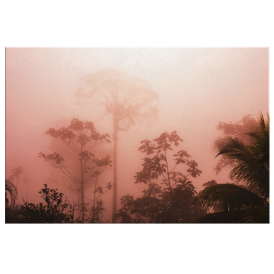 Misty Rainforest Costa Rica Canvas Wall Art