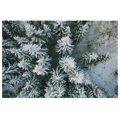 Snowy Pines Canvas Wall Art