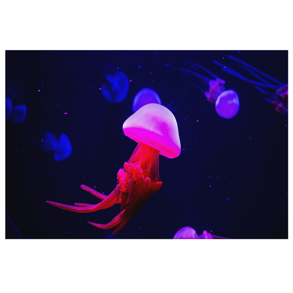 Neon Pink Jellyfish Canvas Wall Art