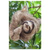 Three Toed Sloth Panama Canvas Wall Art