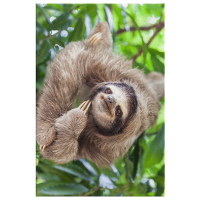 Three Toed Sloth Panama Canvas Wall Art