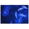 Blue Jellyfish Canvas Wall Art