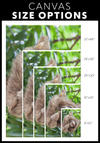 Three Toed Sloth Panama Canvas Wall Art