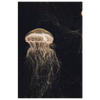 Luminescent Jellyfish Canvas Wall Art