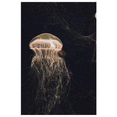 Luminescent Jellyfish Canvas Wall Art