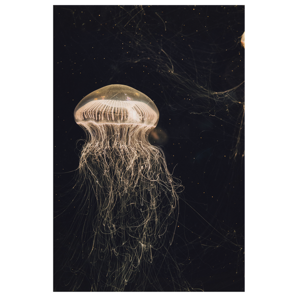 Luminescent Jellyfish Canvas Wall Art