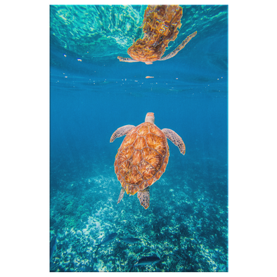 Graceful Sea Turtle Reflection Canvas Wall Art